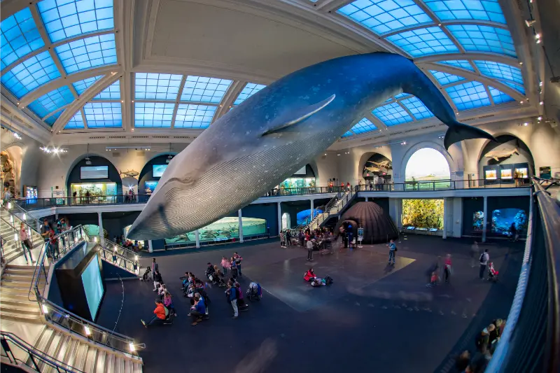 New York USA April 21 2017 Tourist Children Visiting Natural History Museum